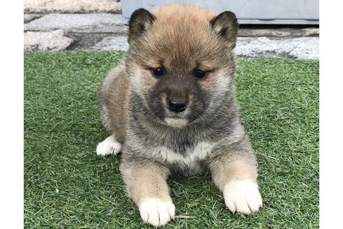 成約済の長崎県の柴犬-42870の4枚目