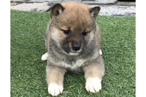 成約済の長崎県の柴犬-42870の5枚目