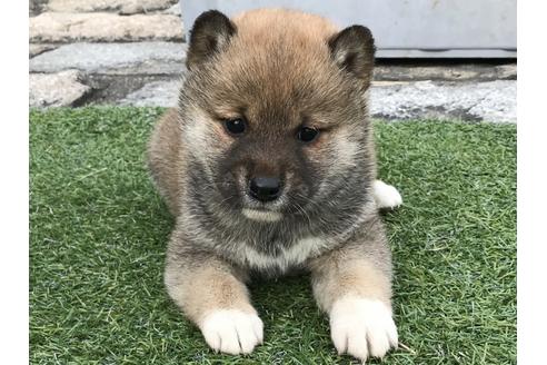 成約済の長崎県の柴犬-42870の1枚目