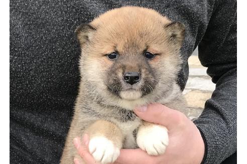 成約済の長崎県の柴犬-42870の2枚目
