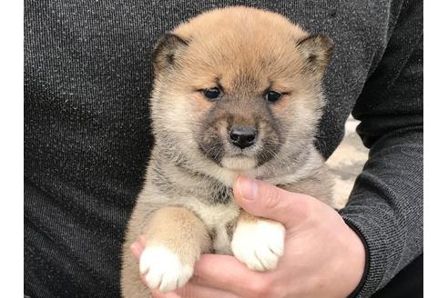 成約済の長崎県の柴犬-42870の3枚目