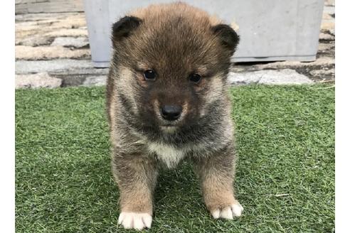 成約済の長崎県の柴犬-42871の3枚目