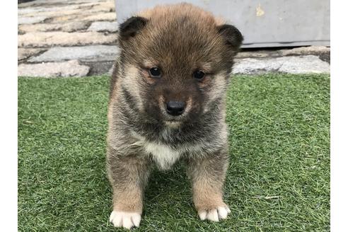 成約済の長崎県の柴犬-42871の4枚目