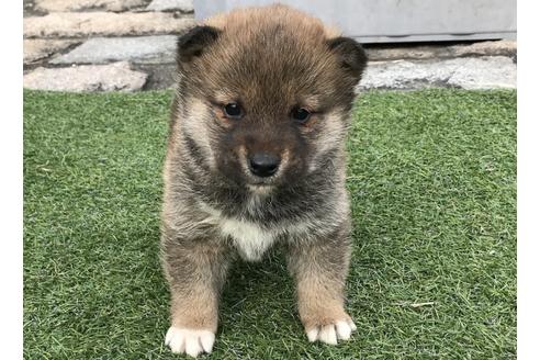成約済の長崎県の柴犬-42871の5枚目
