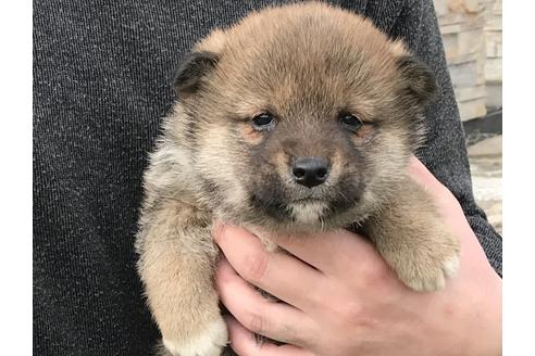 成約済の長崎県の柴犬-42871の1枚目