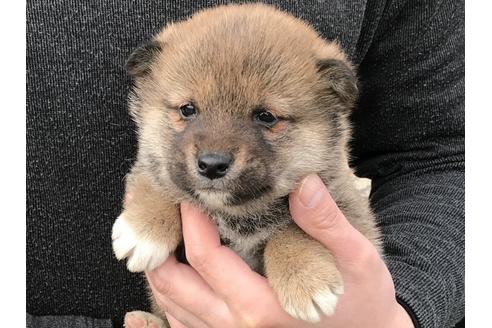 成約済の長崎県の柴犬-42871の2枚目