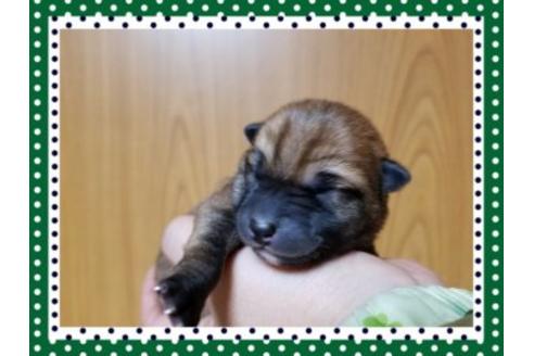 成約済の長崎県の柴犬-42872の1枚目