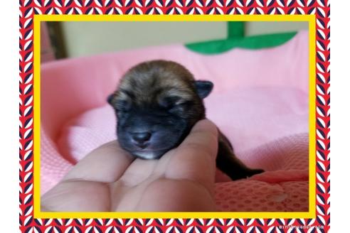 成約済の長崎県の柴犬-42874の1枚目
