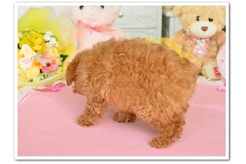 成約済の岩手県のティーカッププードル-42897の4枚目