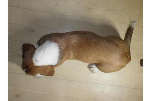 成約済の神奈川県のミックス犬-36371の2枚目