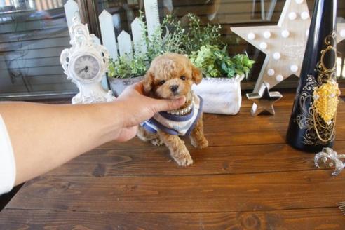 成約済の埼玉県のトイプードル-42960の4枚目