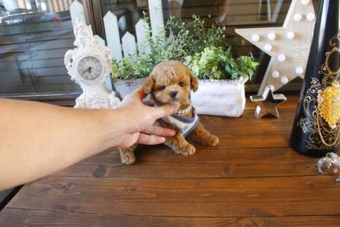 成約済の埼玉県のトイプードル-42960の5枚目