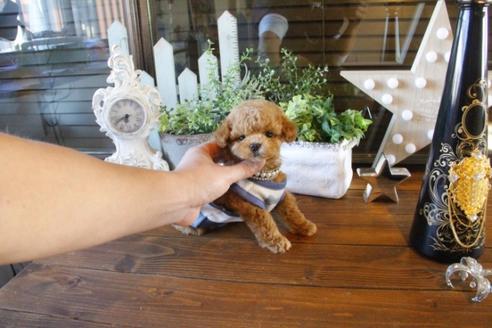 成約済の埼玉県のトイプードル-42960の1枚目