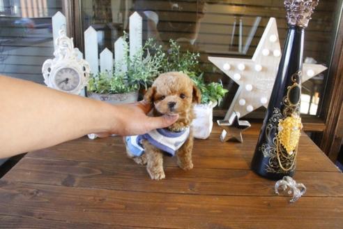 成約済の埼玉県のトイプードル-42960の2枚目