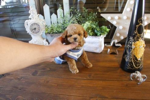 成約済の埼玉県のトイプードル-42960の3枚目