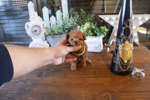 成約済の埼玉県のトイプードル-42962の4枚目