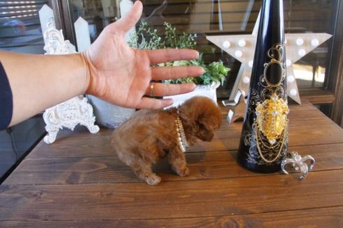 成約済の埼玉県のトイプードル-42962の5枚目