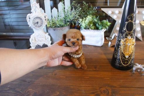 成約済の埼玉県のトイプードル-42962の1枚目