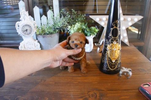 成約済の埼玉県のトイプードル-42962の2枚目