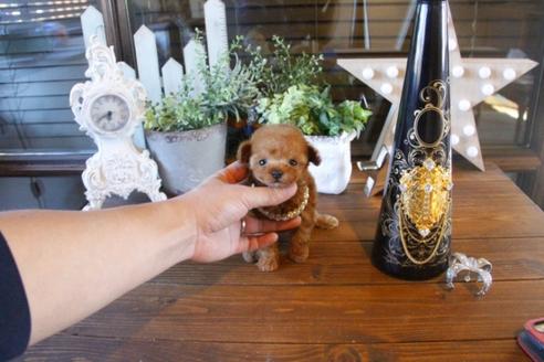 成約済の埼玉県のトイプードル-42962の3枚目