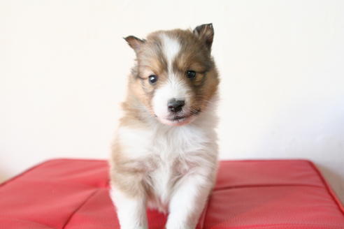 成約済の京都府のシェットランドシープドッグ(シェルティ)-42980の5枚目