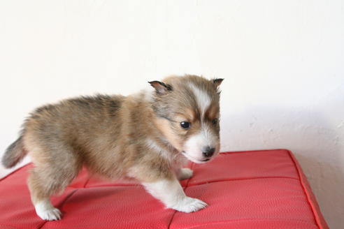 成約済の京都府のシェットランドシープドッグ(シェルティ)-42980の4枚目