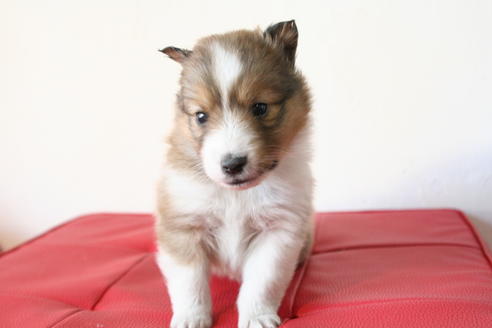 成約済の京都府のシェットランドシープドッグ(シェルティ)-42980の3枚目