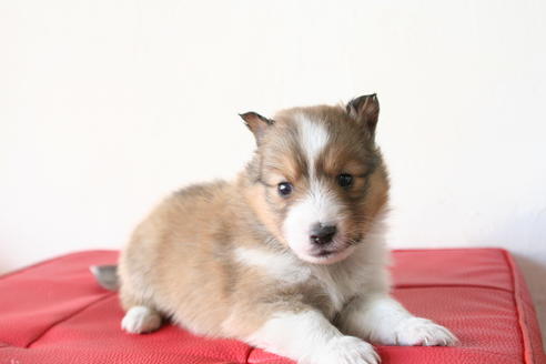 成約済の京都府のシェットランドシープドッグ(シェルティ)-42980の2枚目