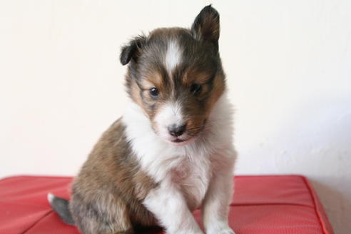 成約済の京都府のシェットランドシープドッグ(シェルティ)-42983の3枚目