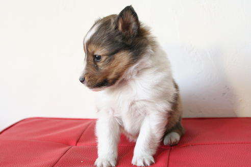 成約済の京都府のシェットランドシープドッグ(シェルティ)-42983の1枚目