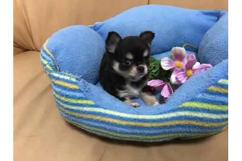 成約済の栃木県のチワワ-42999の2枚目