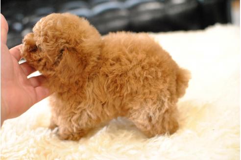 成約済の茨城県のトイプードル-43039の1枚目