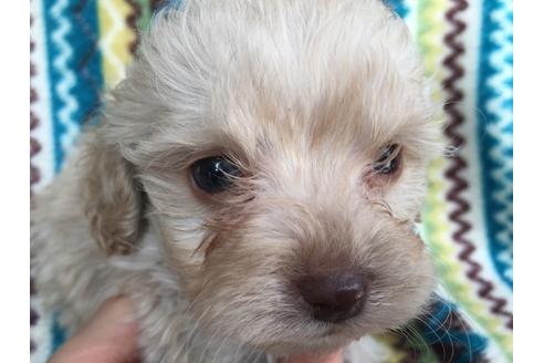 成約済の茨城県のミックス犬-43053の1枚目