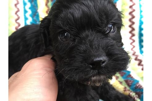 成約済の茨城県のミックス犬-43054の4枚目