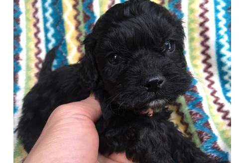 成約済の茨城県のミックス犬-43054の2枚目