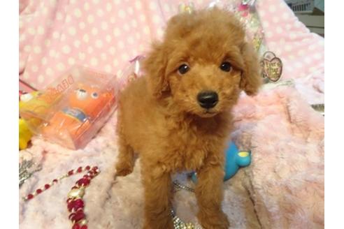 成約済の静岡県のトイプードル-43058の2枚目