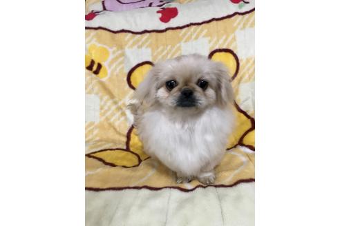 成約済の大分県のペキニーズ-43081の4枚目