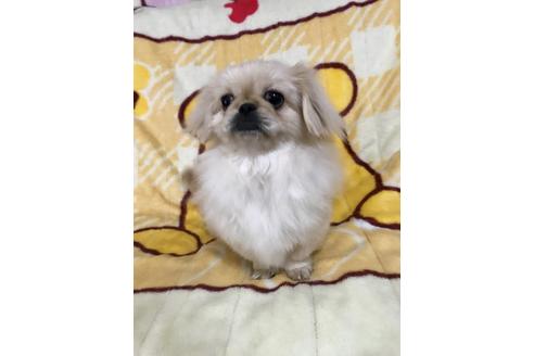 成約済の大分県のペキニーズ-43081の2枚目