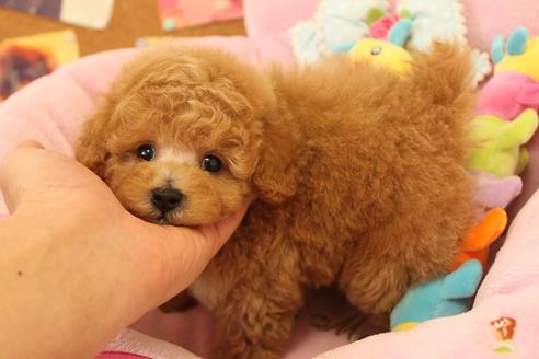成約済の宮城県のトイプードル-42789の3枚目