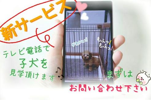 成約済の滋賀県のトイプードル-40240の1枚目