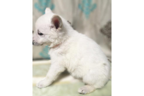 成約済の山梨県のホワイトシェパード-42749の1枚目