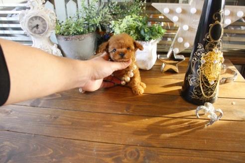 成約済の埼玉県のトイプードル-43098の4枚目