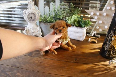 成約済の埼玉県のトイプードル-43098の5枚目