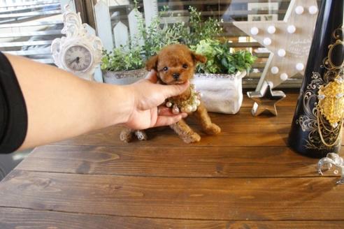 成約済の埼玉県のトイプードル-43098の1枚目