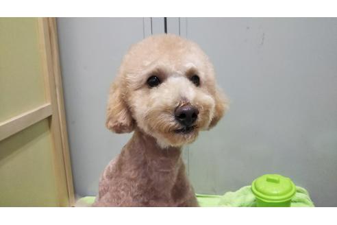 成約済の愛知県のトイプードル-35415の1枚目