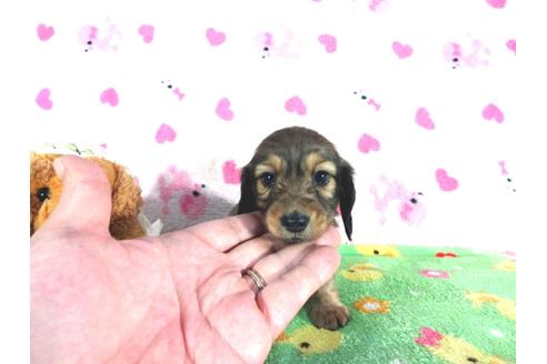 成約済の兵庫県のカニンヘンダックスフンド-42419の5枚目