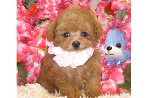 成約済の茨城県のトイプードル-43109の3枚目