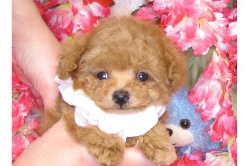 成約済の茨城県のトイプードル-43109の4枚目