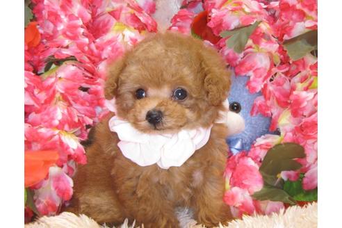 成約済の茨城県のトイプードル-43109の1枚目