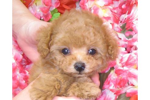 成約済の茨城県のトイプードル-43109の2枚目